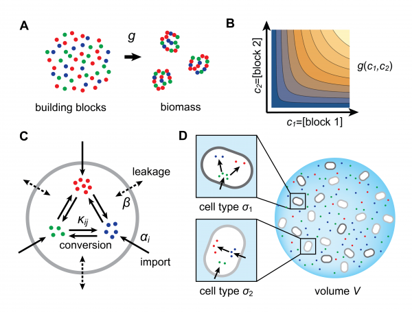 Model for metabolically competing cell types